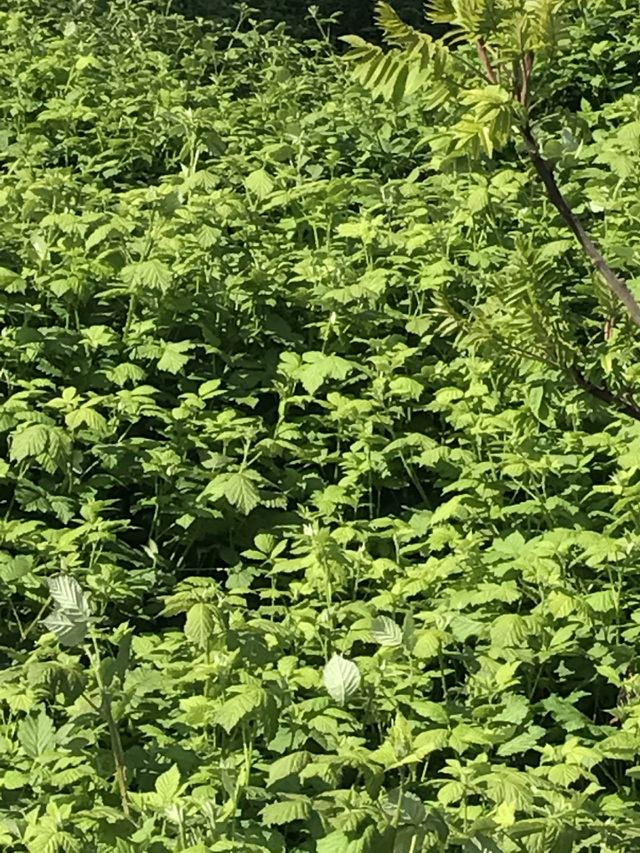 Beautiful trees and plants in Kirkland, WA.