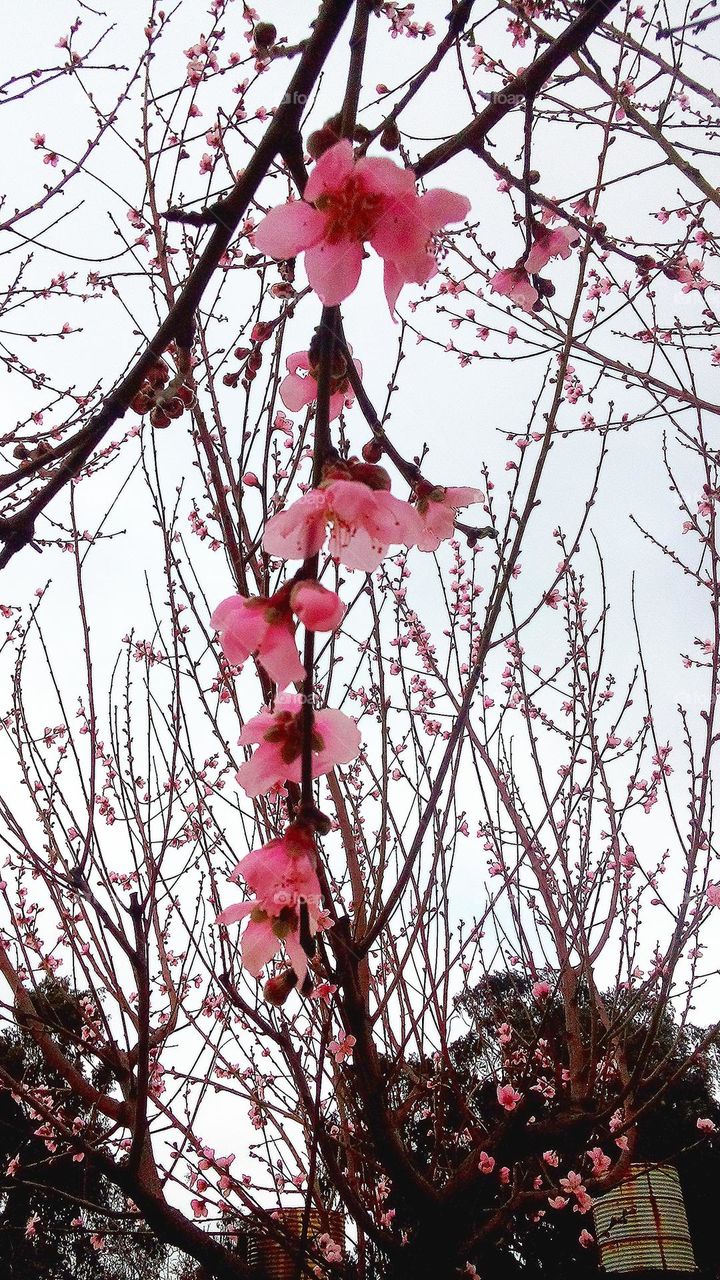 Flowers of atone fruit tree