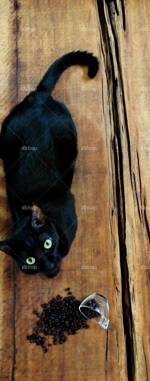 A black cat on top of the wooden table watching. Was he the one who knocked over the transparent cup containing roasted coffee beans?
