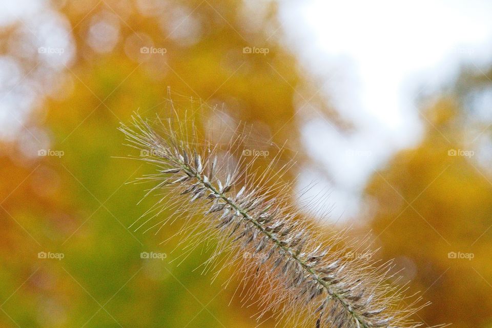 autumn tree in the park