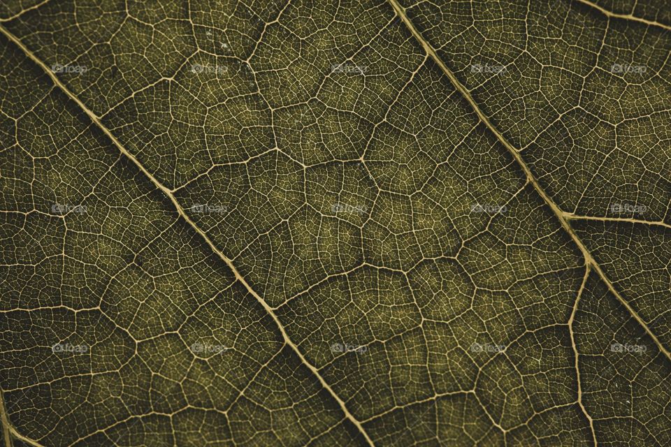 Leaf Close Up