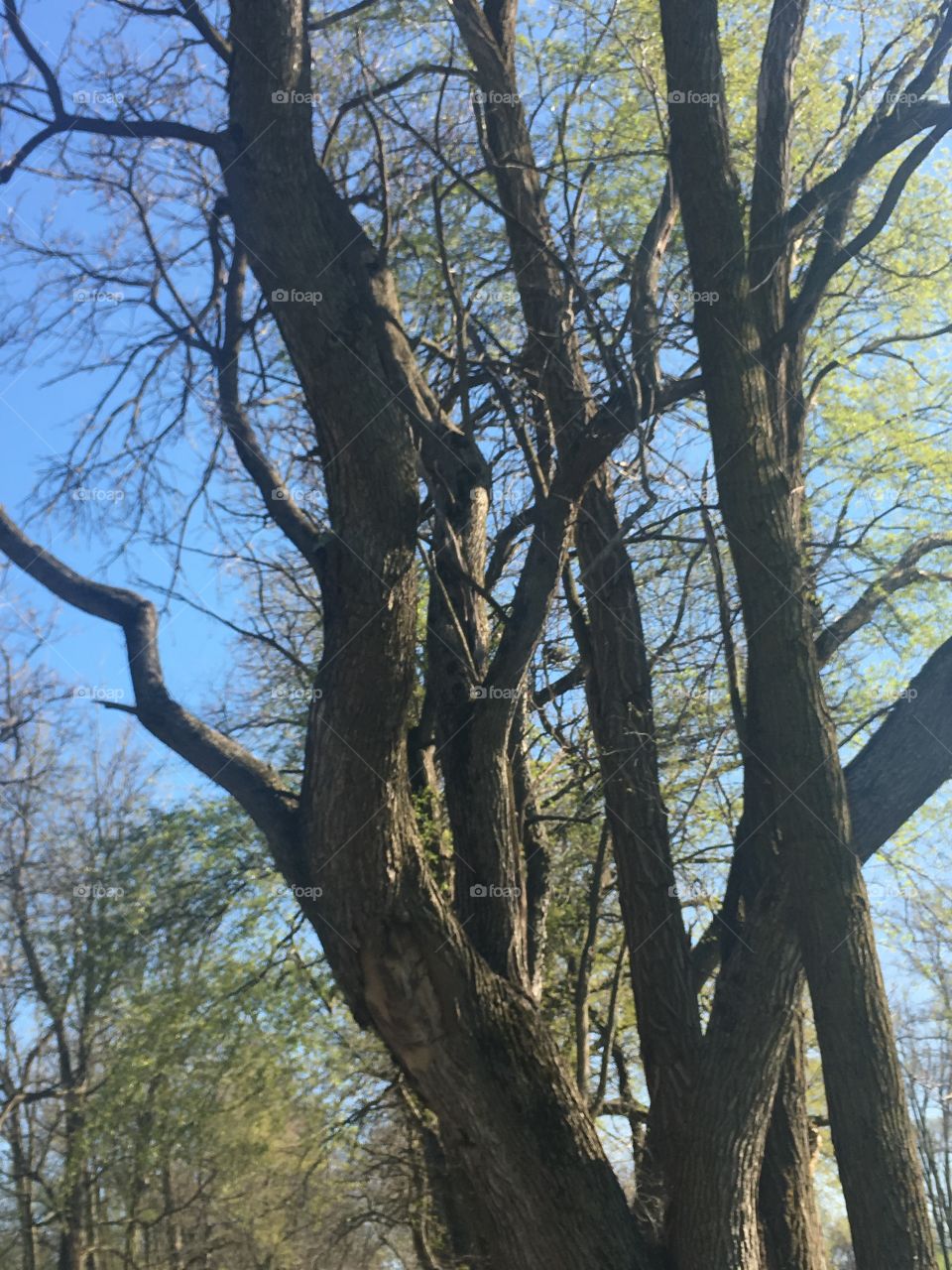 Tree, Wood, No Person, Landscape, Environment