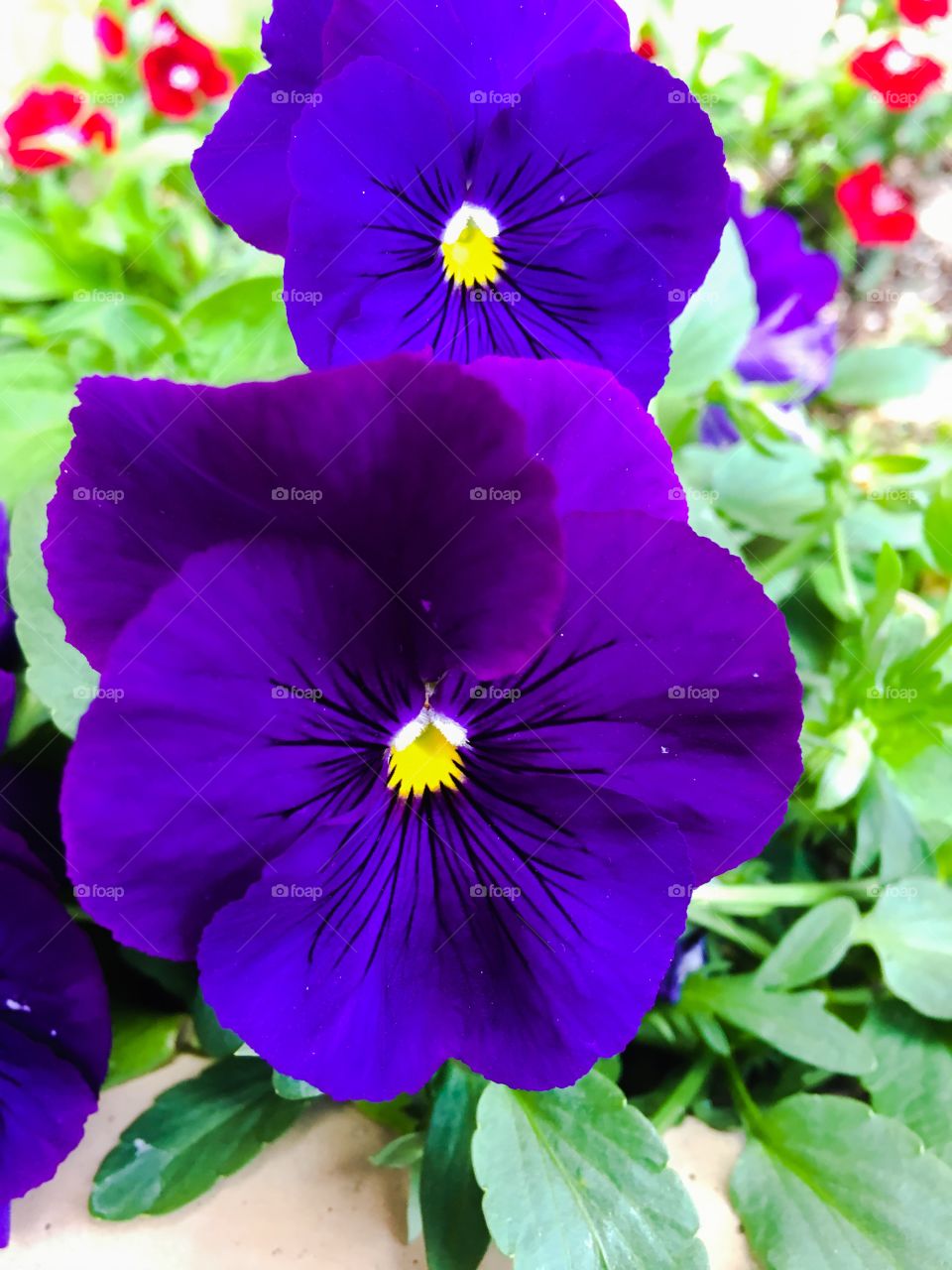 Purple pansy 