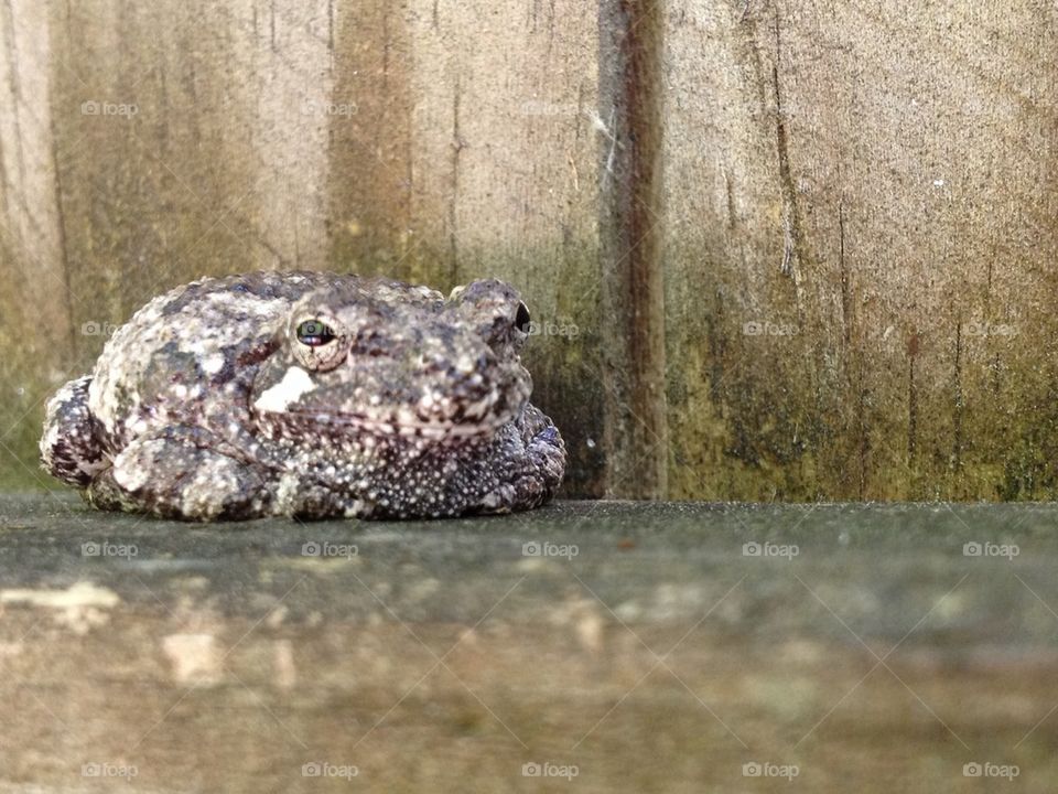 Frog on fence 1