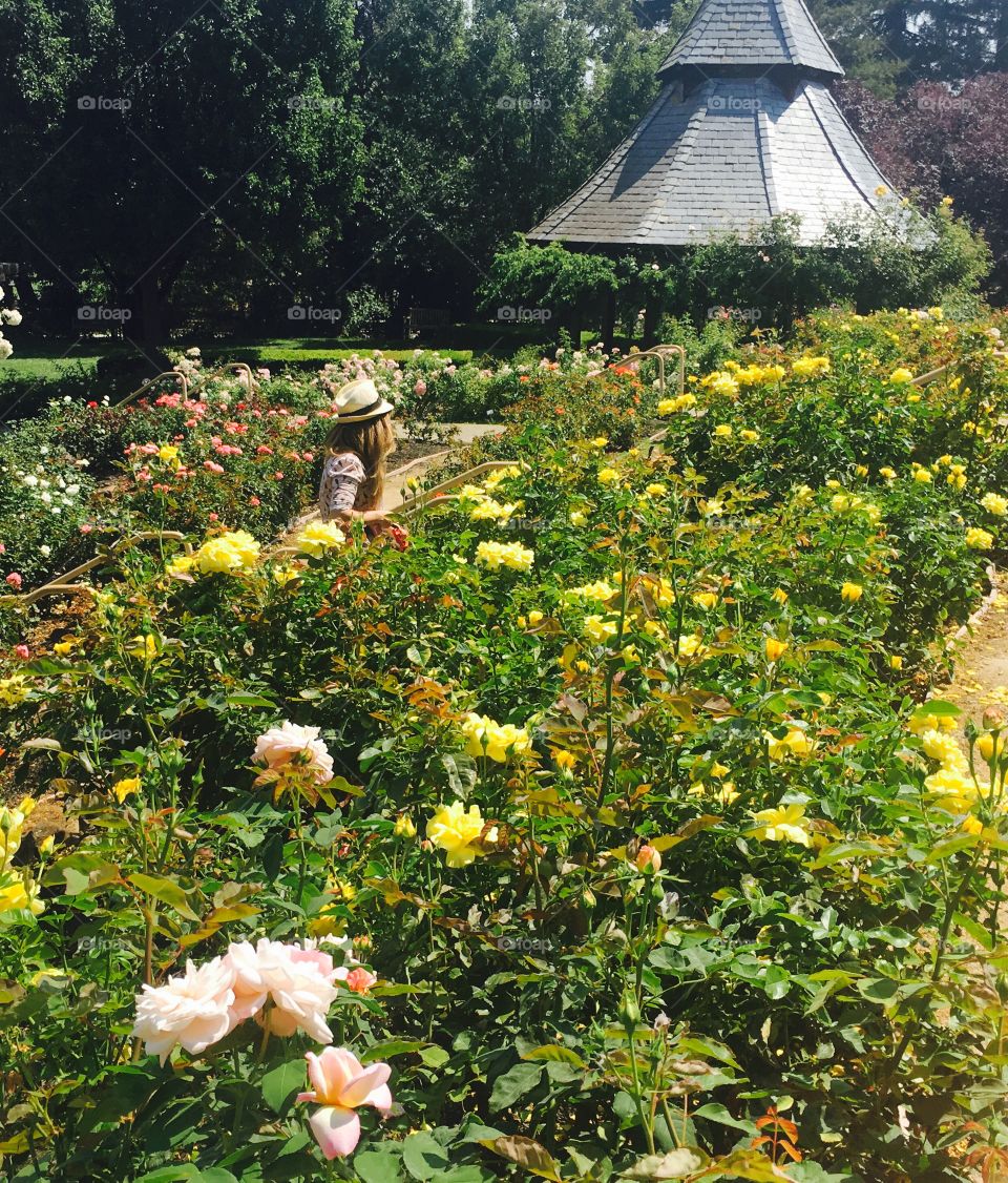 Rose garden at Heather farm