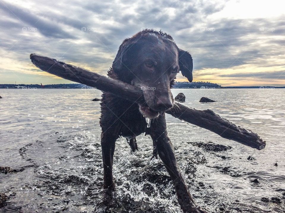 Chocolate lab retrieving!