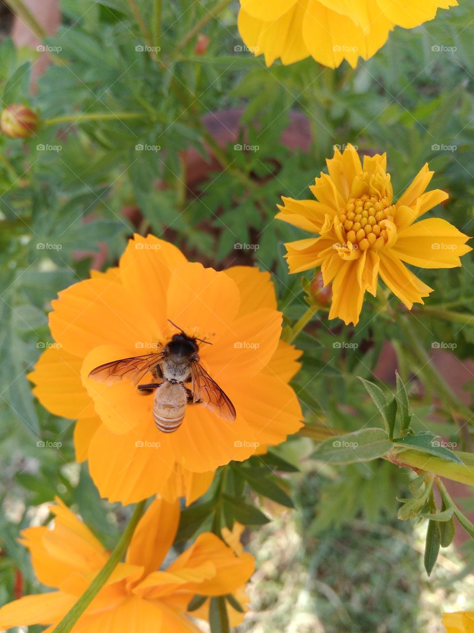 bee