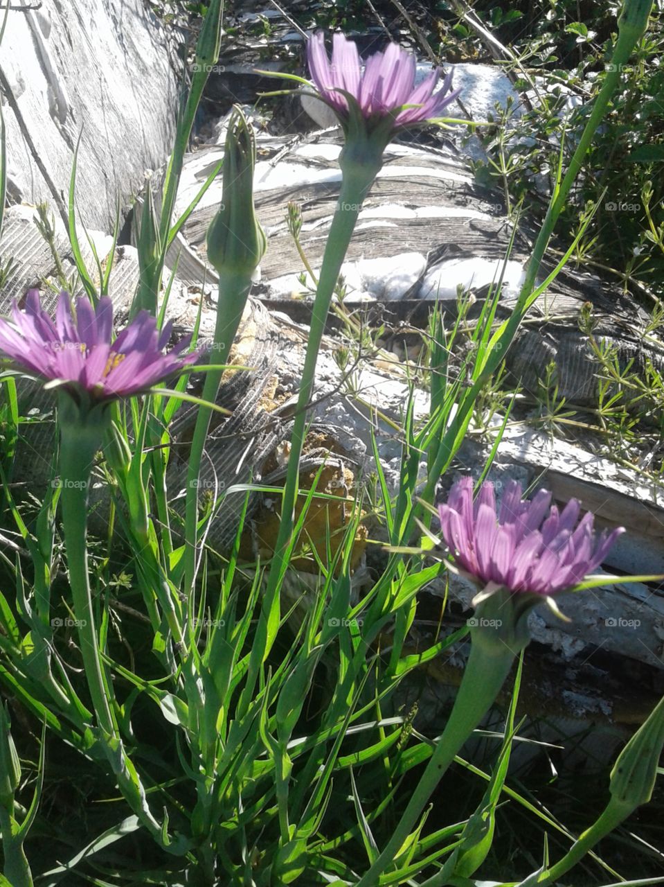 pretty wild weed