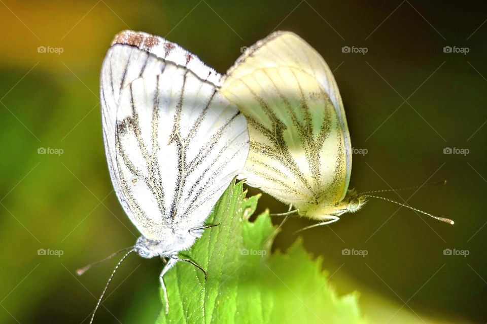 Macro picture with Pieridae butterflies mating on a green leaf in the sun