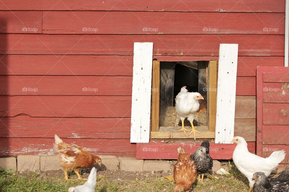 Chicken stepping out of red chicken coop along with other chickens