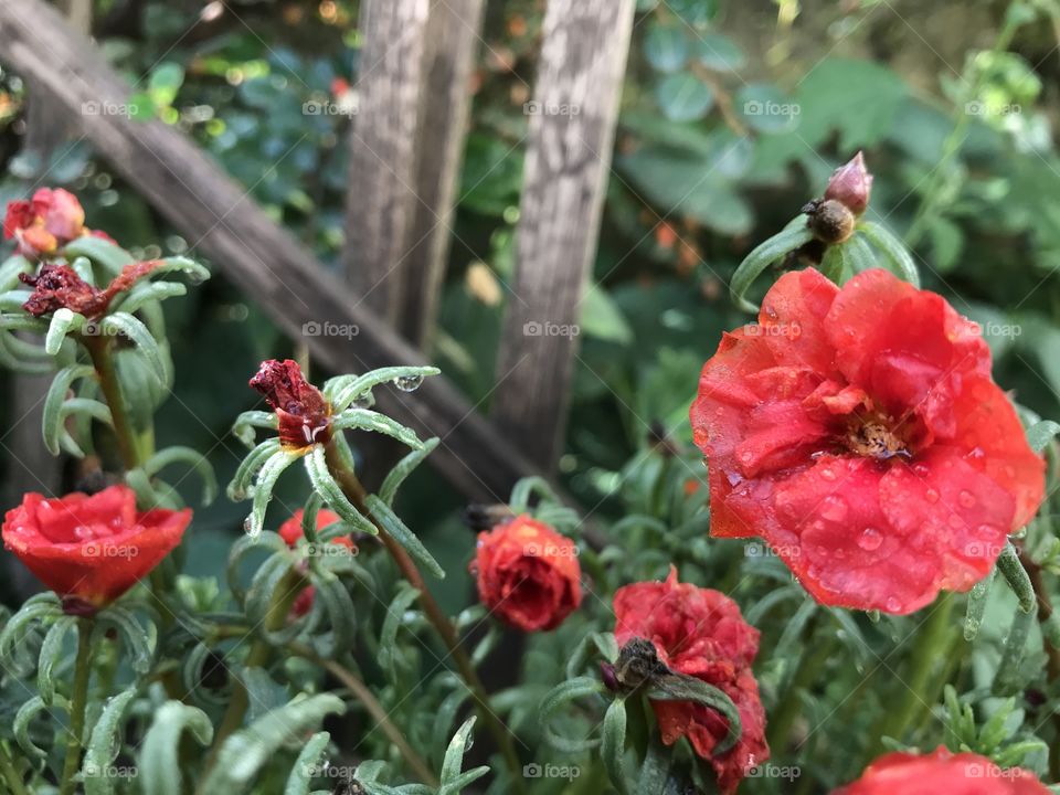 If you ever wonder, just pick red flowers, because they can be seen as a sign of love and affection.
