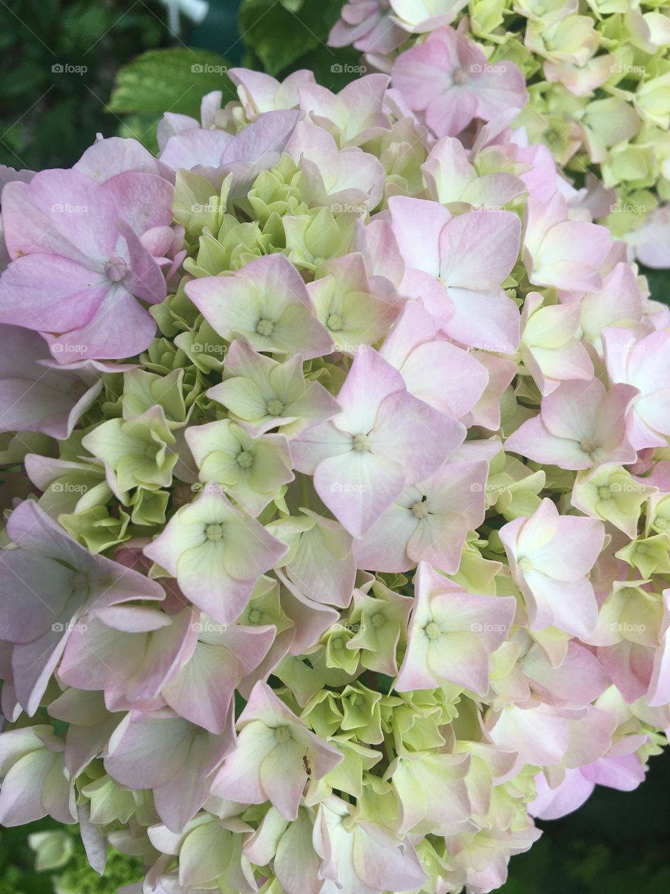 Future pink hydrangeas 