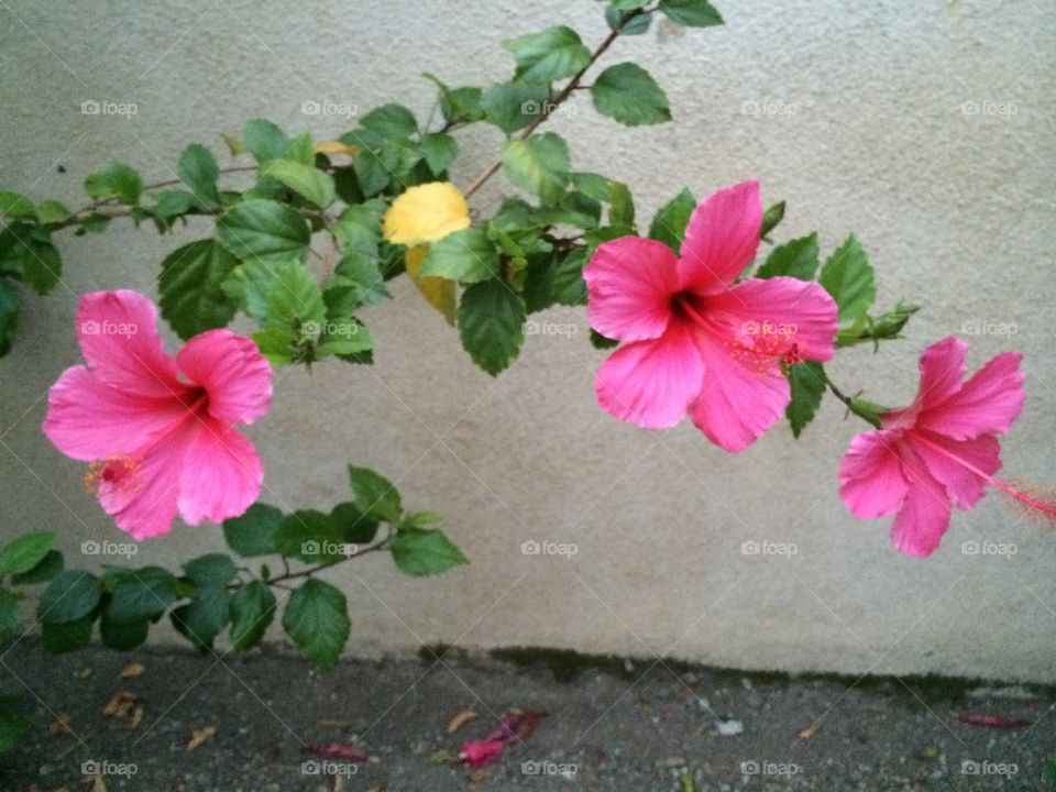 Triple hibiscus