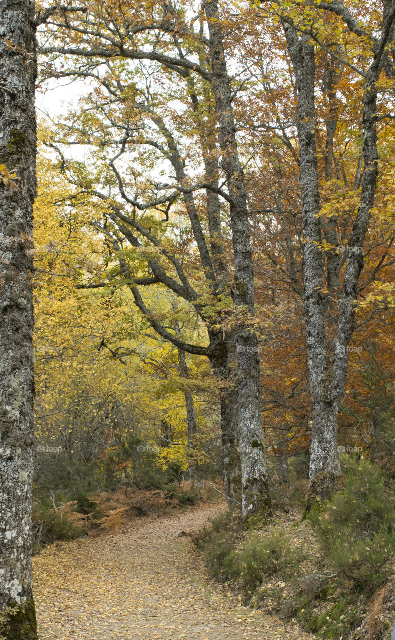 Path through the forest.