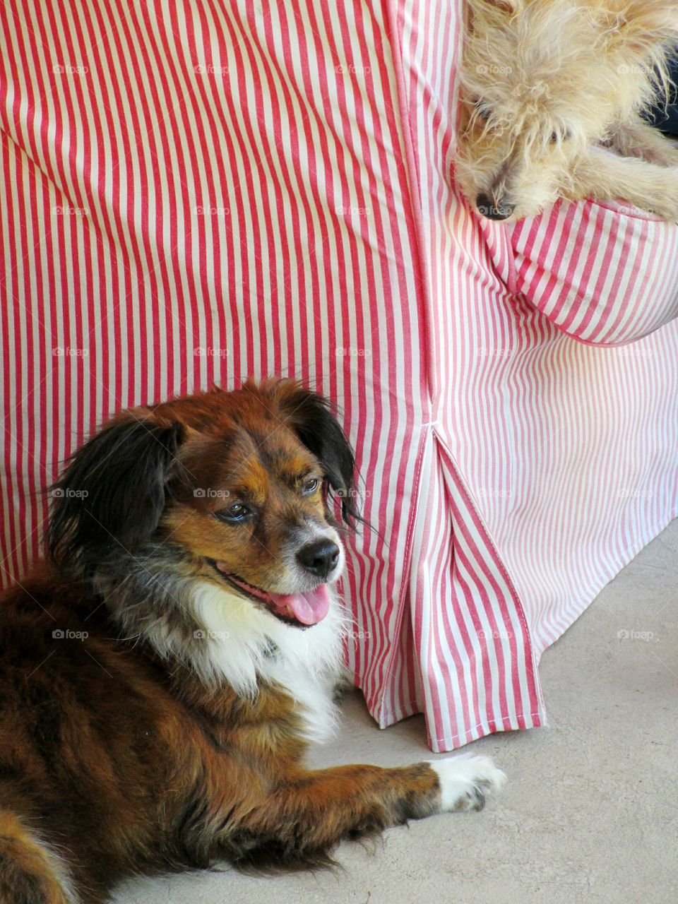 Two dogs resting at home