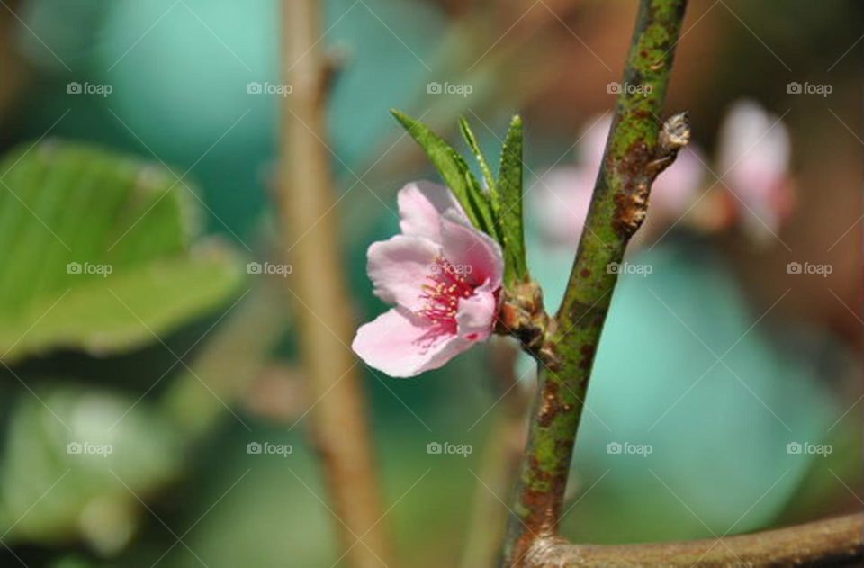 Flor de pessegueiro