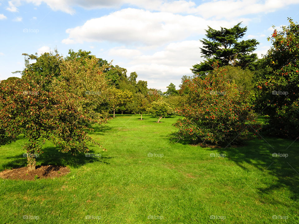 fruit garden
