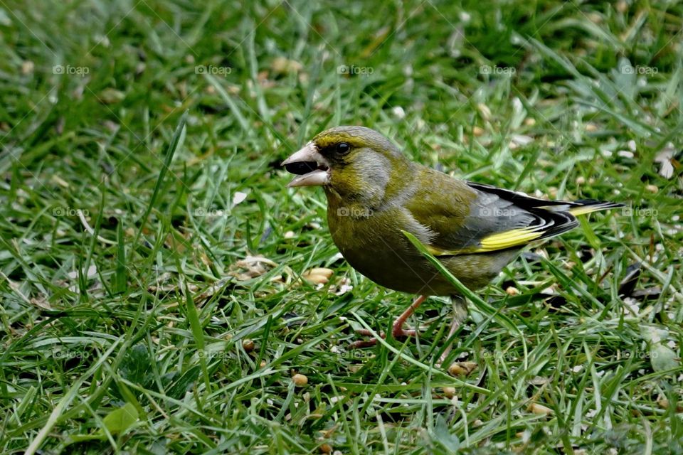 the greenfinch