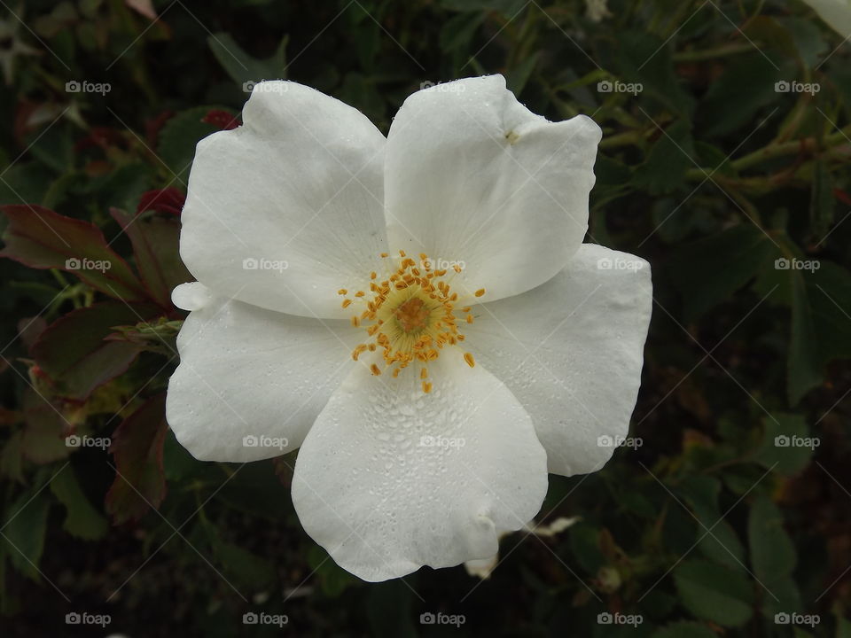 White Rose. I took this photo at a rose garden in Balboa Park. 