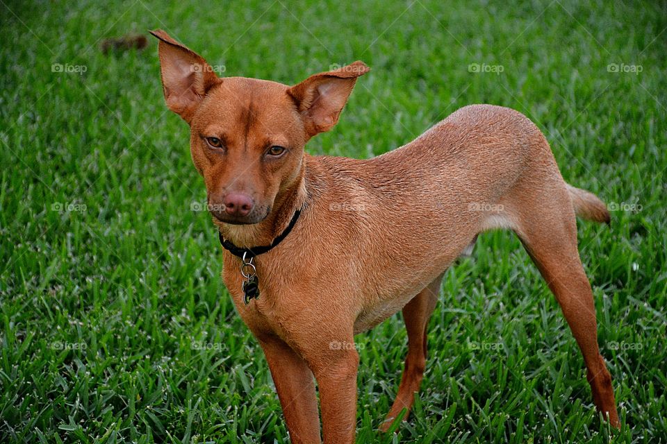 Side view of Cinnamon 