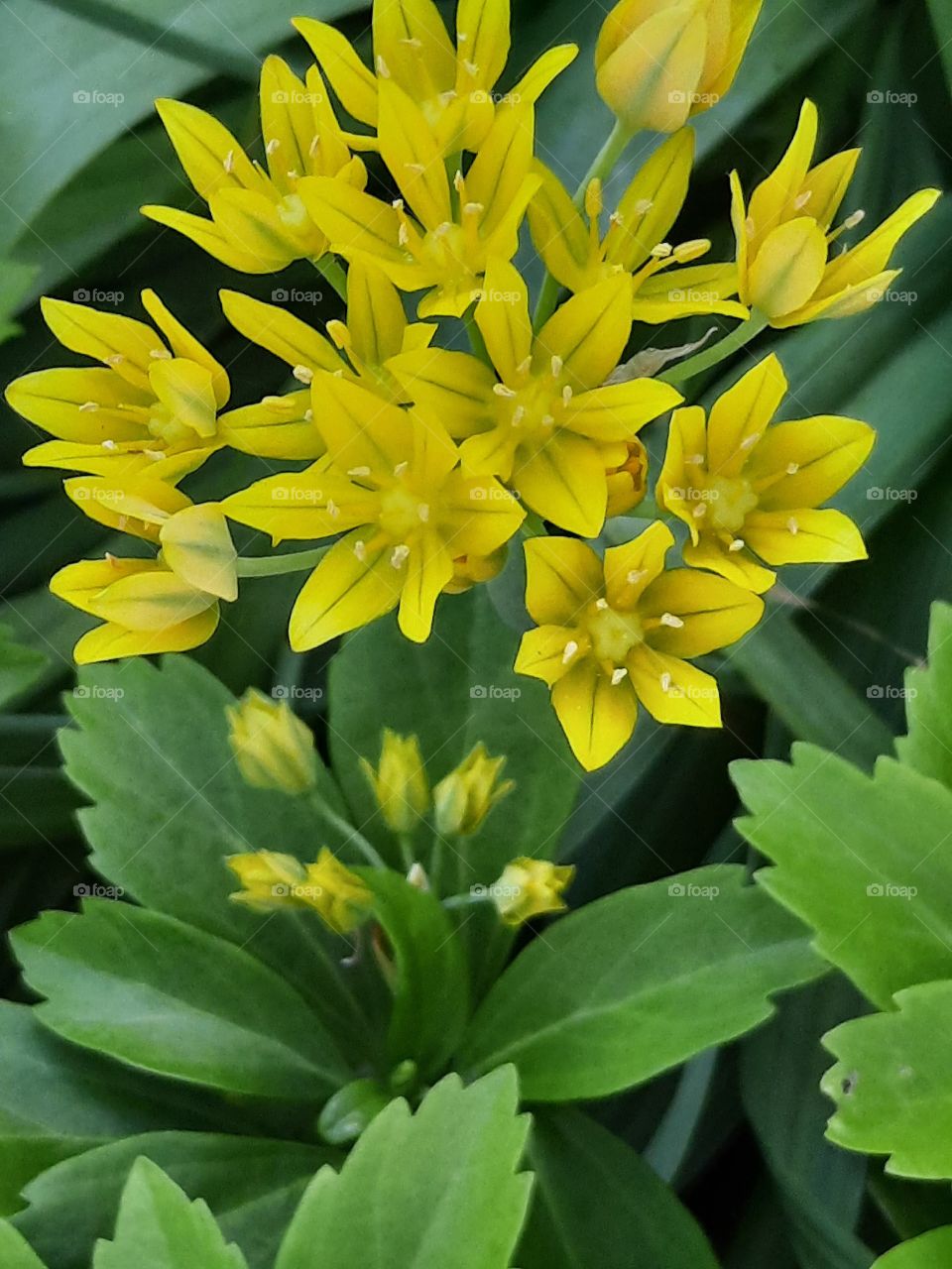 portrait of Dotted Loosestrife (Lisimachia punctata)