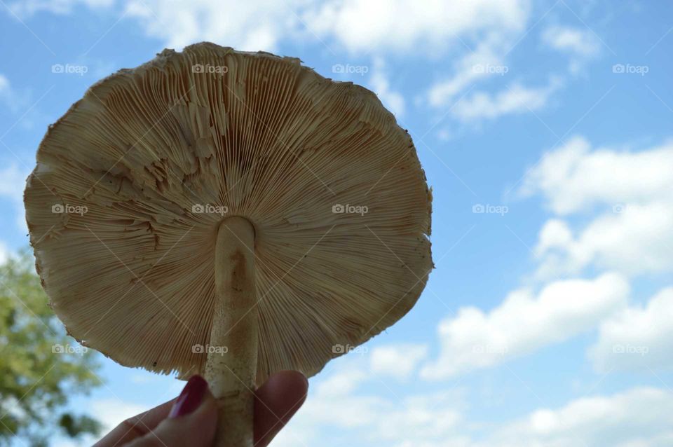 mushroom edible -Parasol mushroom ( Macrolepiota procera)