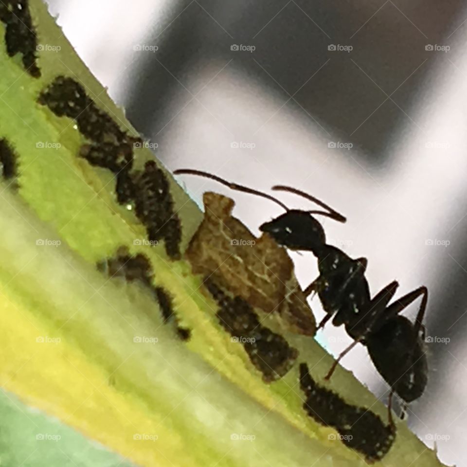 Working ant with aphids.