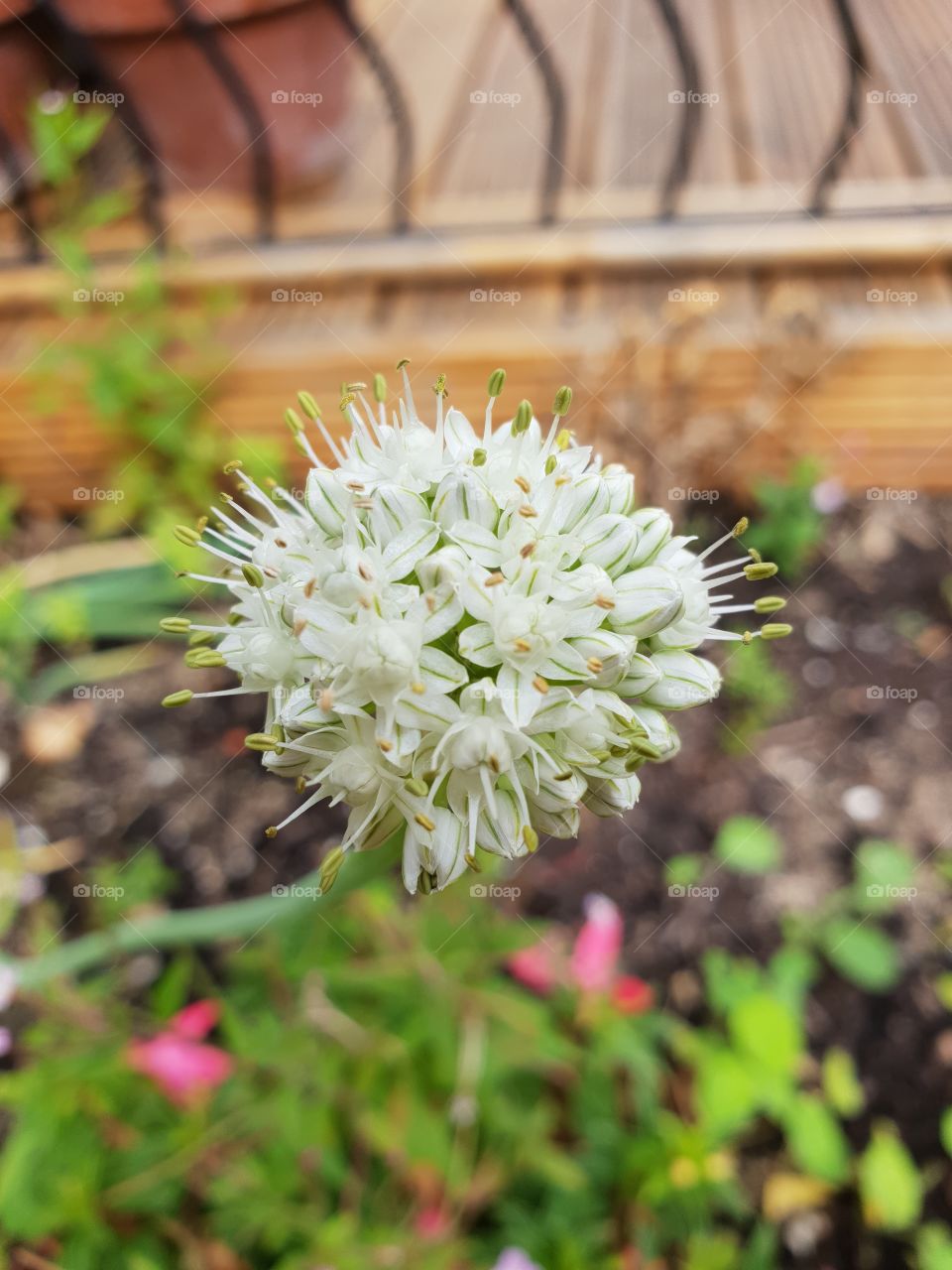 White onion flower