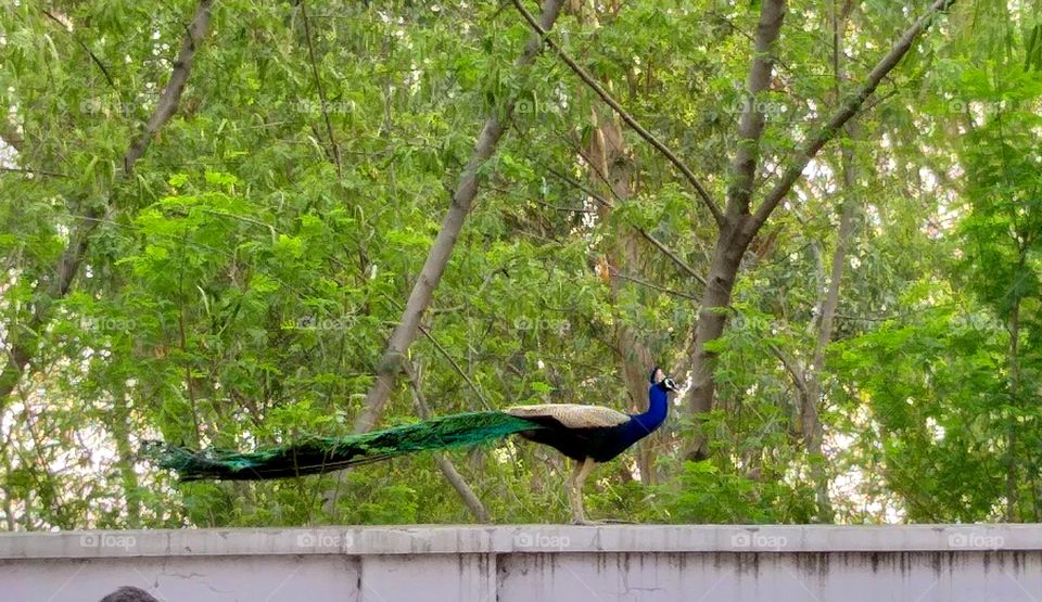Peacock Bird