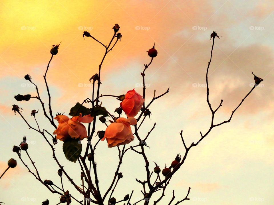 roses in dusk