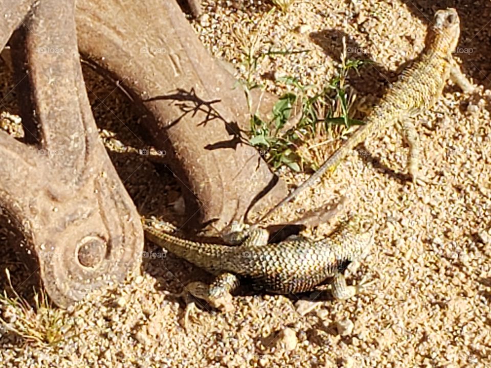 Two Lizards