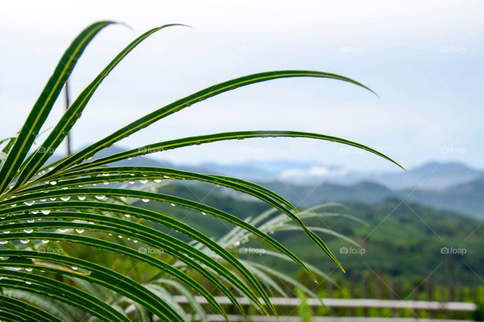 Palms from a Phuket viewpoint 
