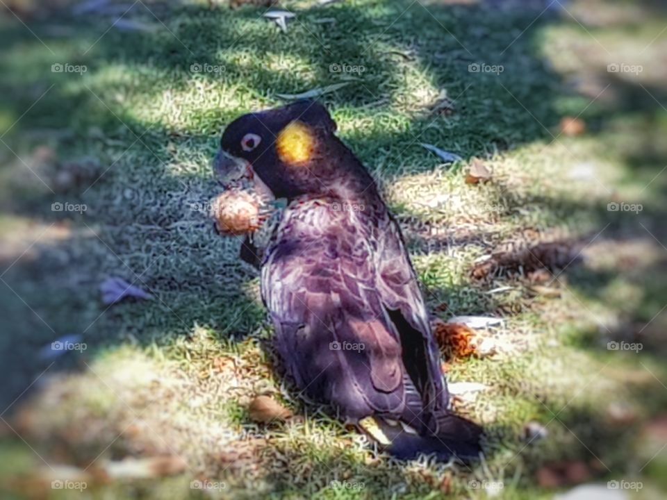 black cockatoo