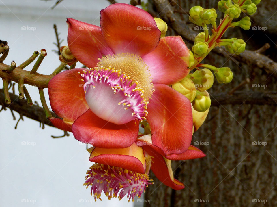 A mysterious flower called Sara