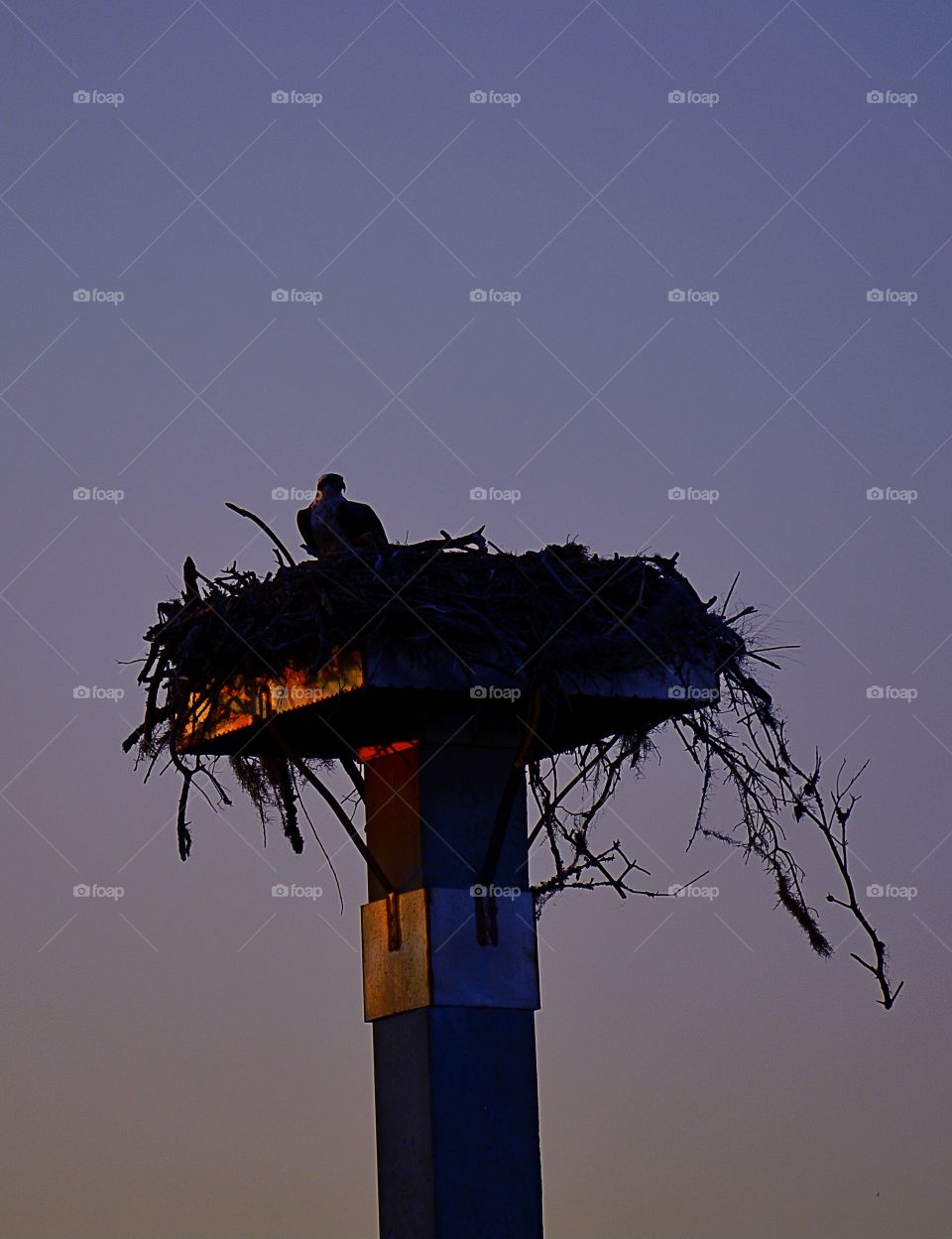 Osprey nest 