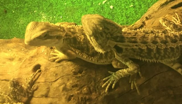 Bearded dragons basking under a heat lamp