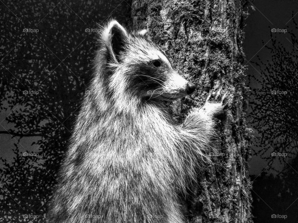 B&W raccoon