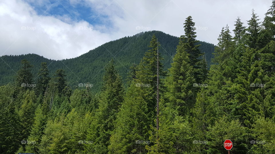 Green hillside