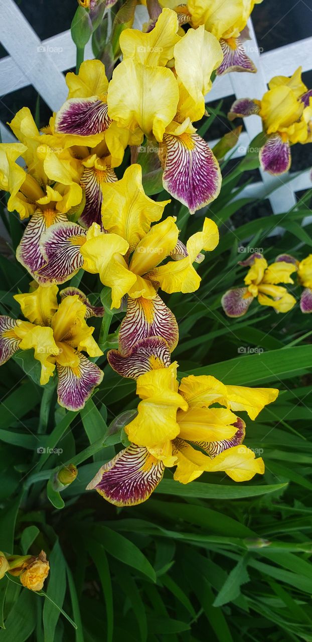 Yellow flowers that bloom in the morning