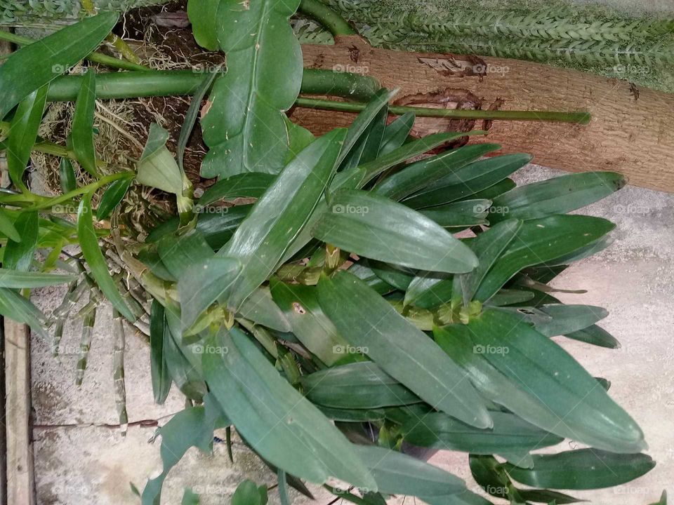 miracle of nature always in our favor