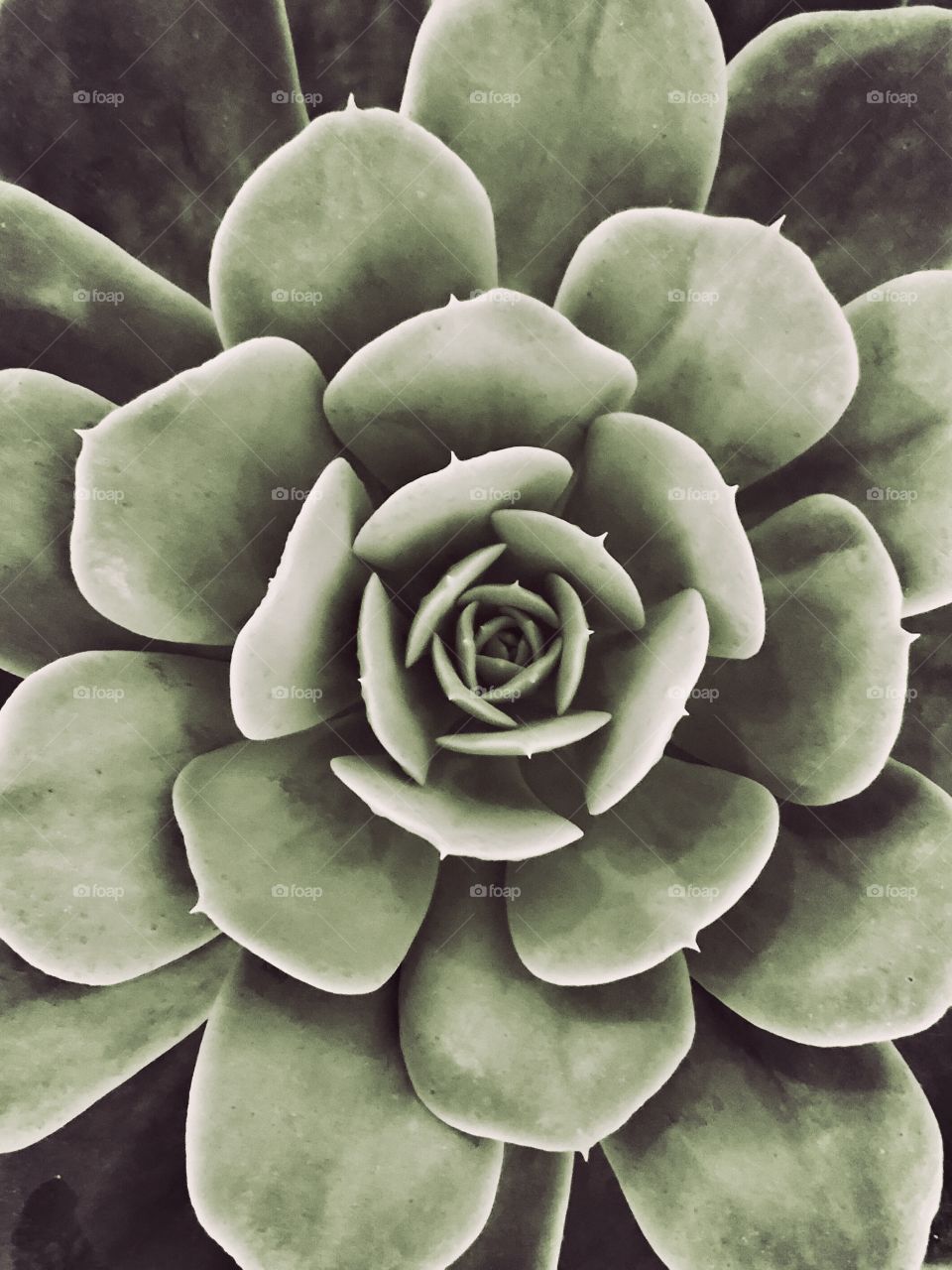 Succulent up close and perfect