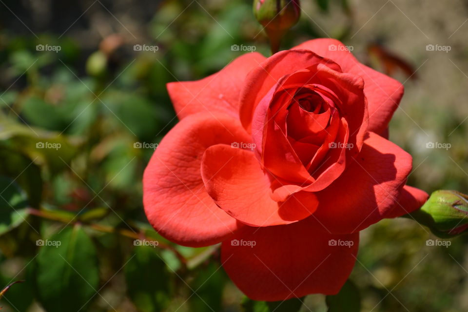 beautiful rose