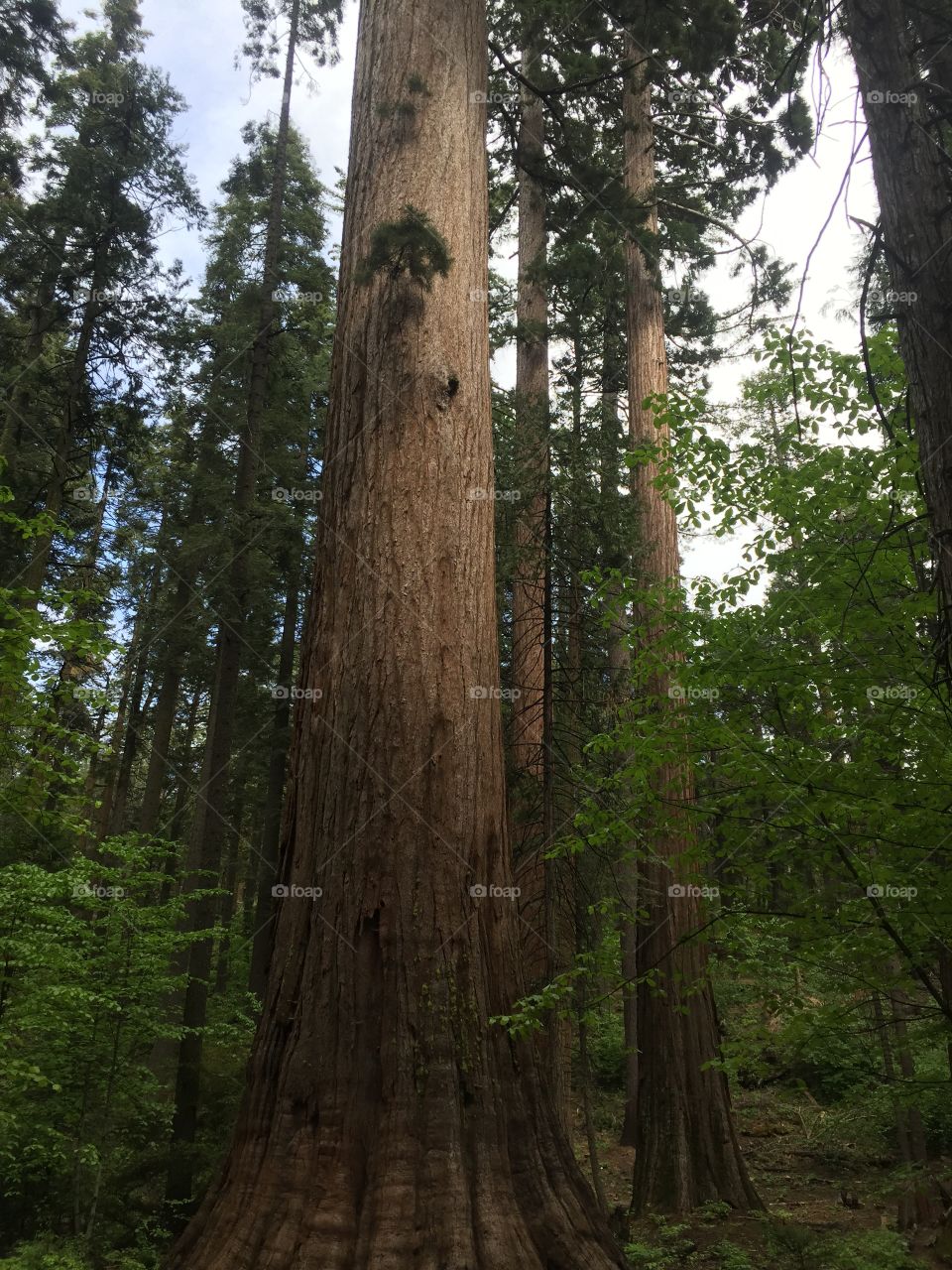 Wood, Tree, Sequoia, Conifer, Cypress