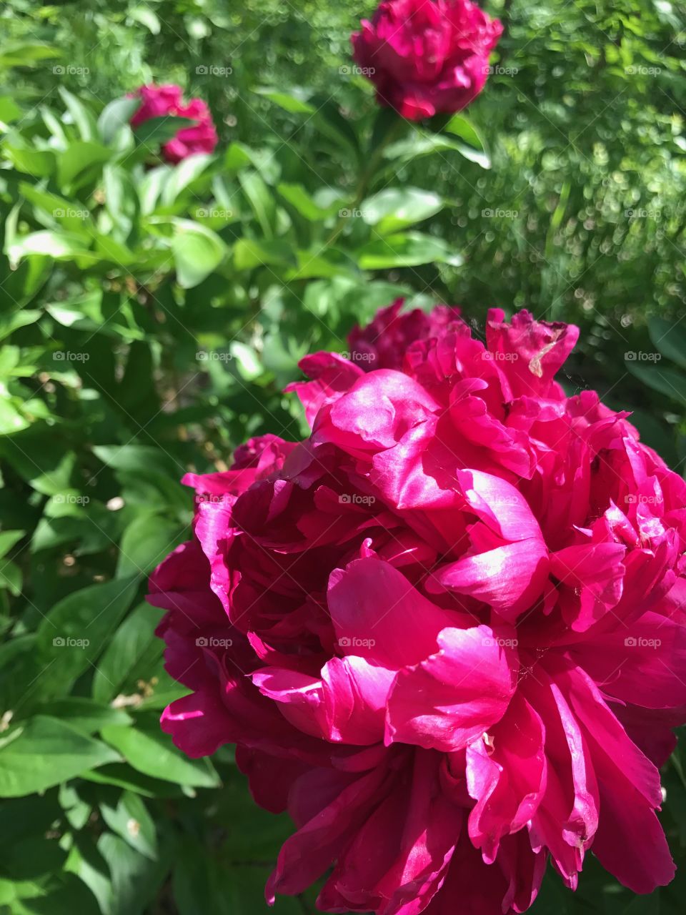 Bright, pink peony in a Spring garden
