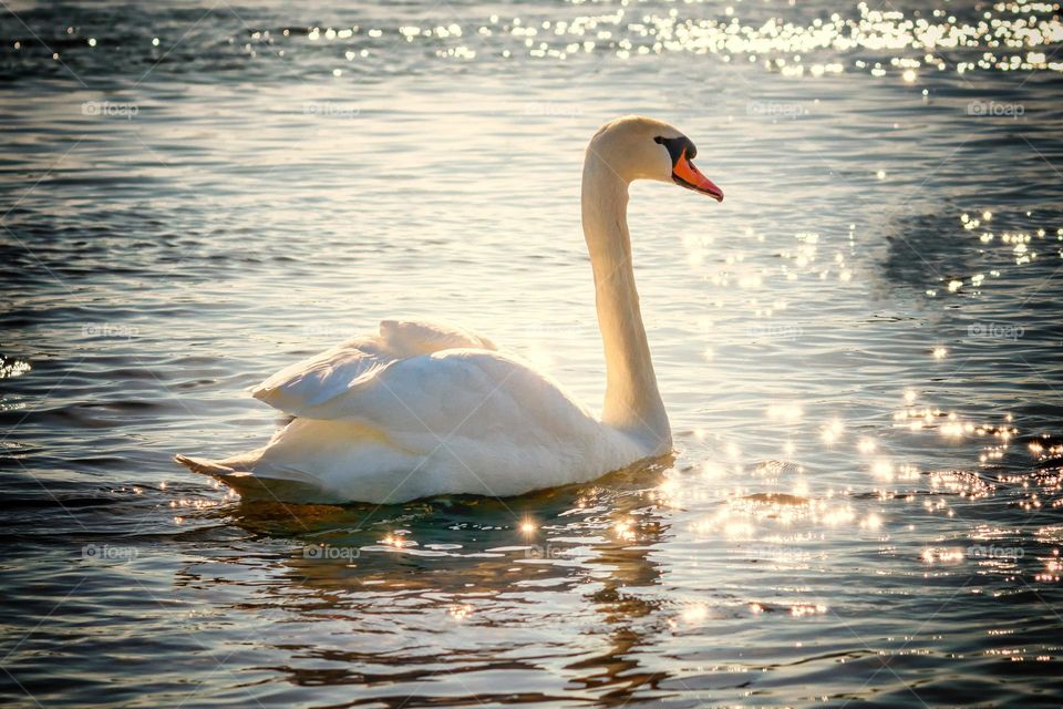 Beautiful swan