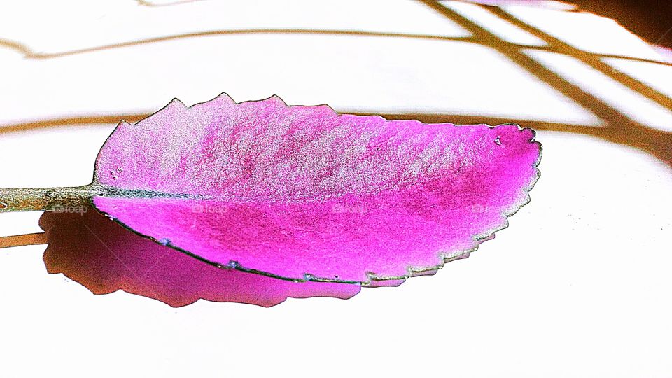pink leaf