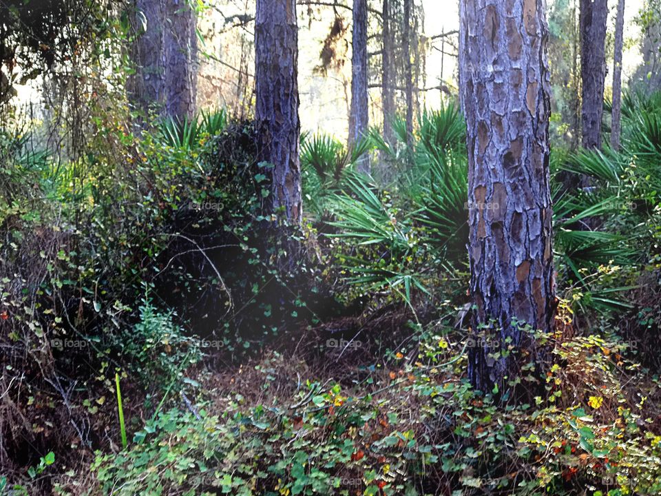 Sunrise in the forest 