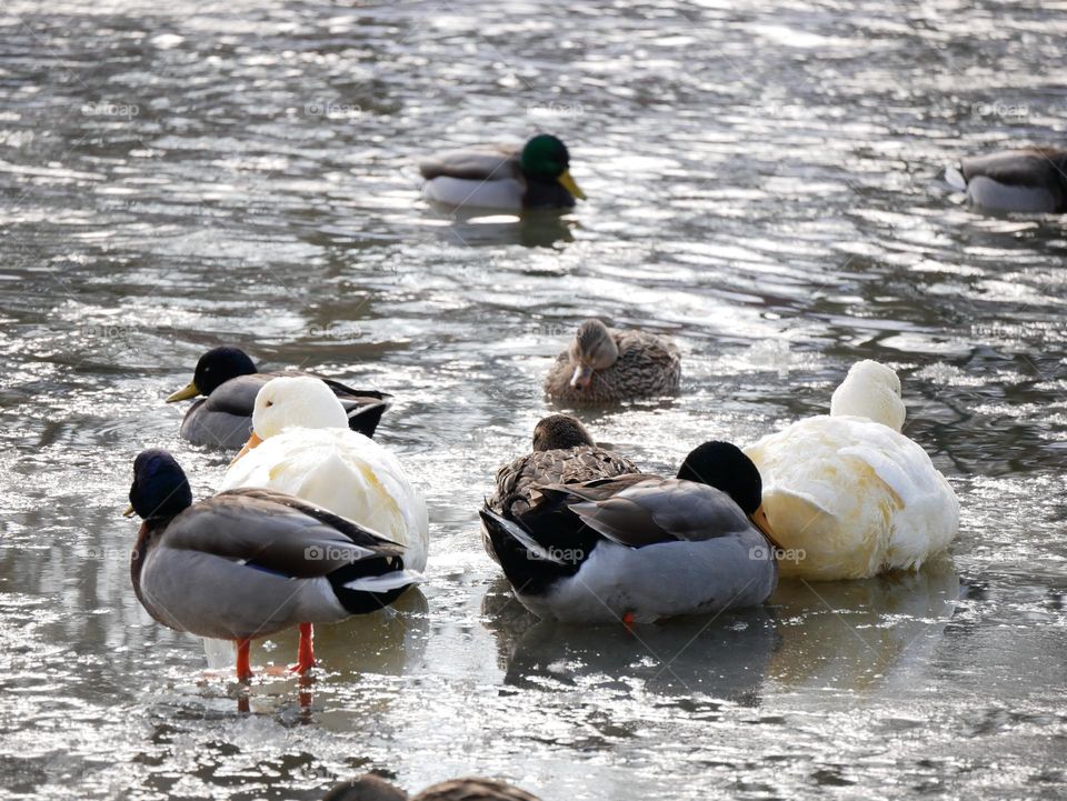 The ducks at the local city park are huddled together to stay warm. It’s a chilly winter day!