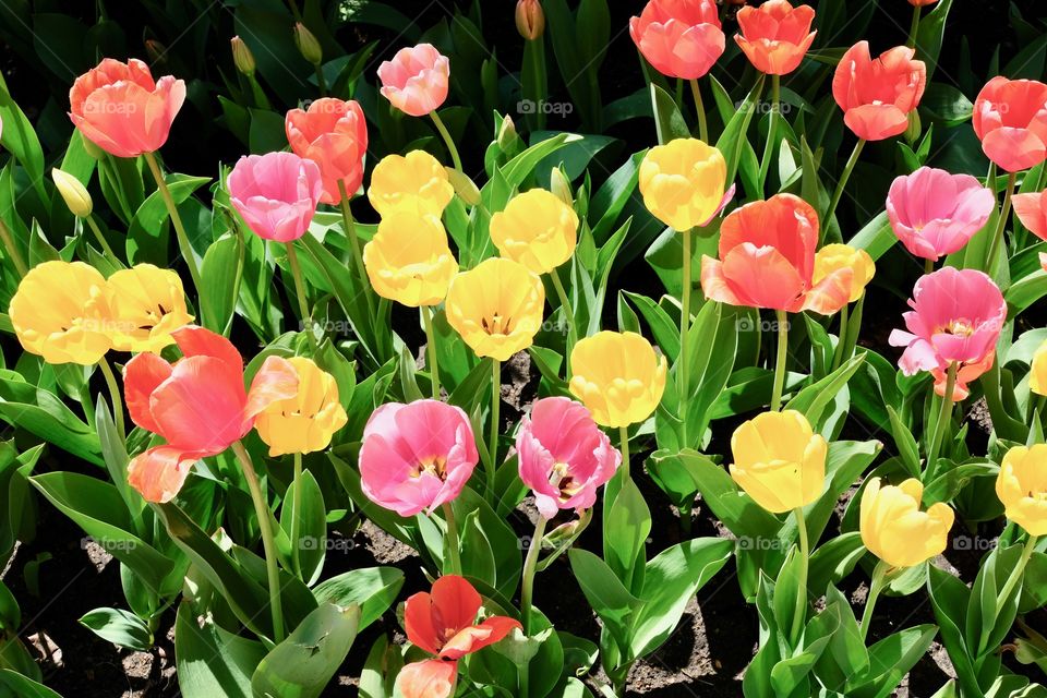 Yellow, pink, and orange blooming tulips