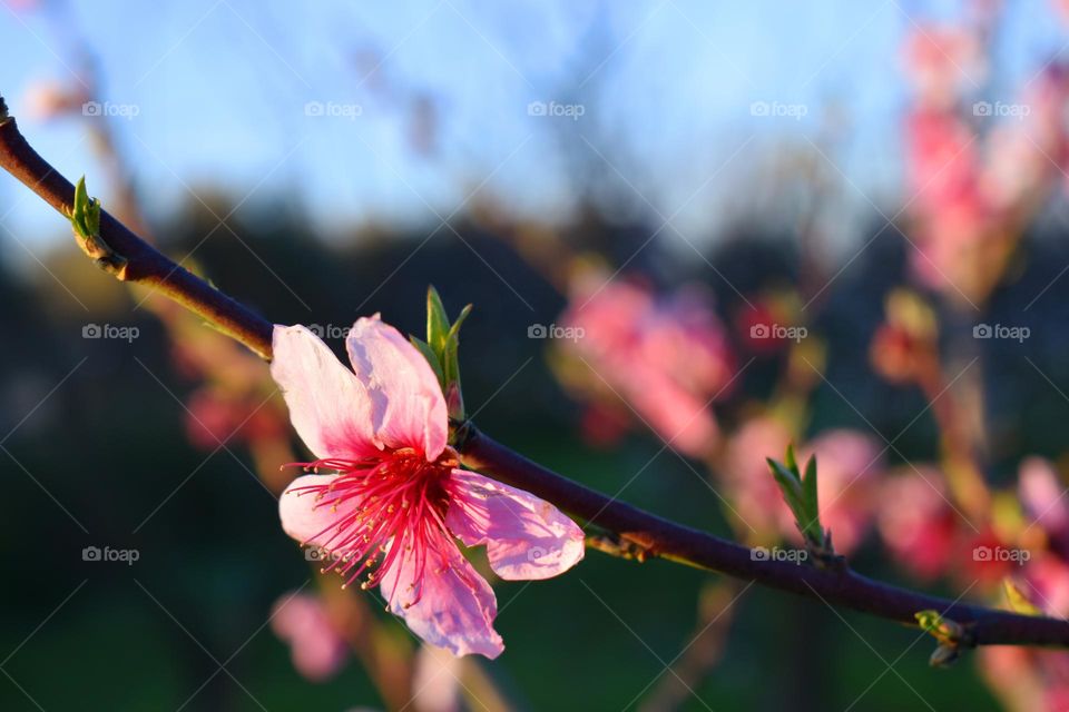 branch of peach in spring